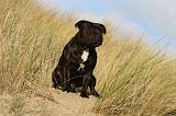STAFFIE 300